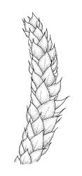 Rhynchostegium laxatum,  branch detail. Drawn from A.J. Fife 9553, CHR 468071.
 Image: R.C. Wagstaff © Landcare Research 2019 CC BY 3.0 NZ